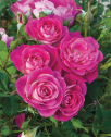 product image.