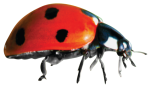AppleTree product image.