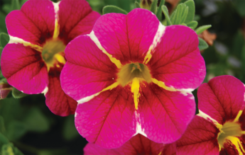 Calibrachoa Aloha Cherry Cartwheel product image.