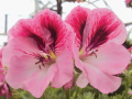 Geranium Martha Regal Elegance Orange product image.
