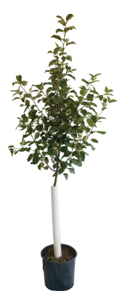 AppleTree product image.