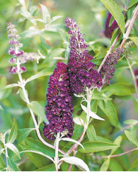 Butterfly Bush product image.