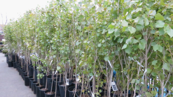 Cottonless Cottonwood product image.