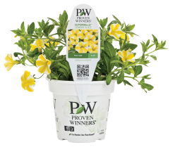 Proven Winners Lemon Slice Petunia product image.
