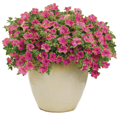 Proven Winners Lemon Slice Petunia product image.